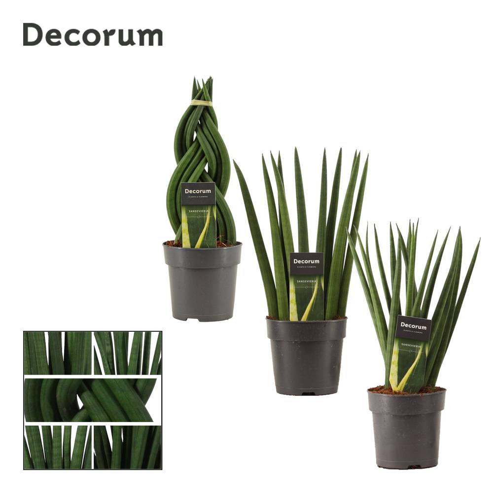 Sanseveria Cylindrica T12 H035