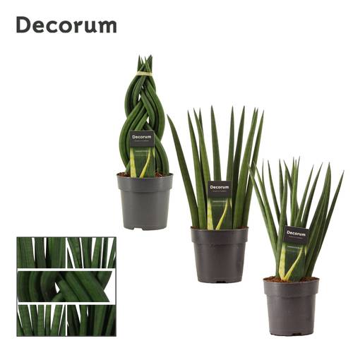 Sanseveria Cylindrica T12 H035
