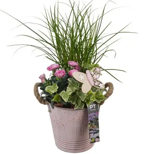 Garten.Arr PTPP6804 T15 H043