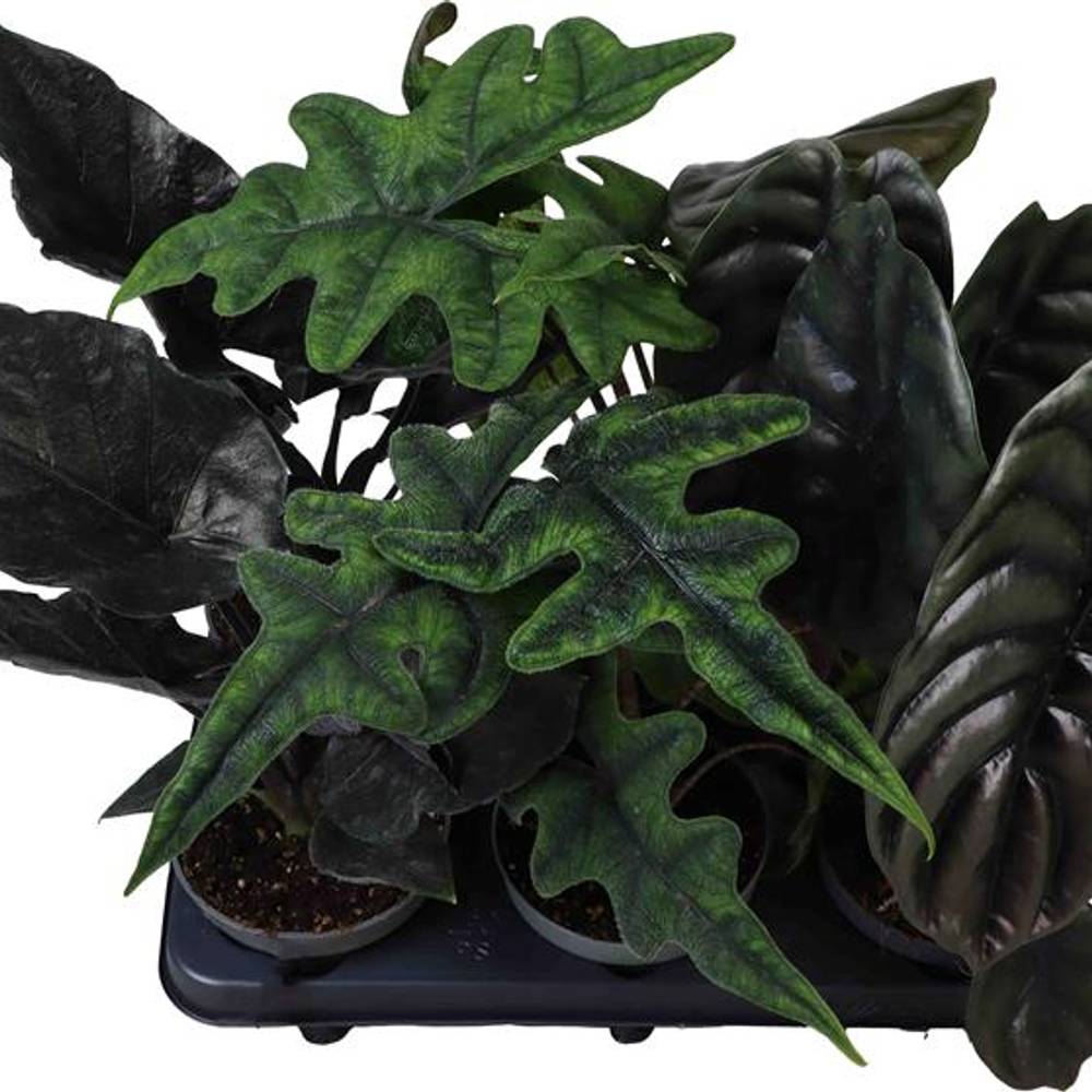 Alocasia Baginda mix T12 H035