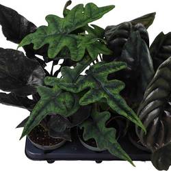 Alocasia Baginda mix T12 H035