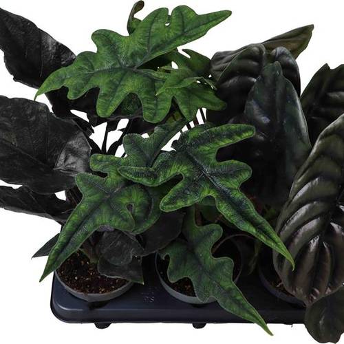 Alocasia Baginda mix T12 H035