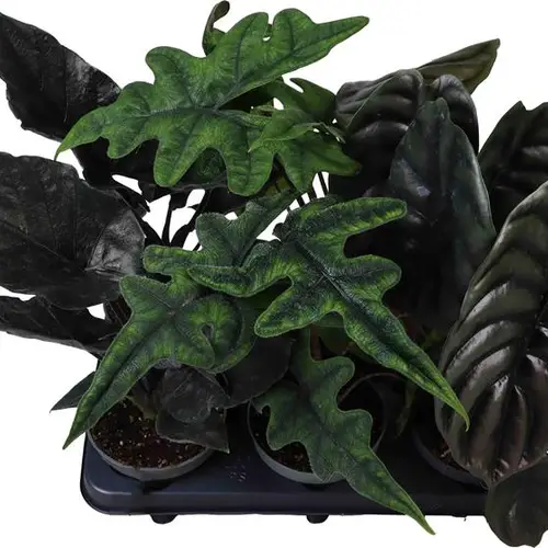 Alocasia Baginda mix T12 H035