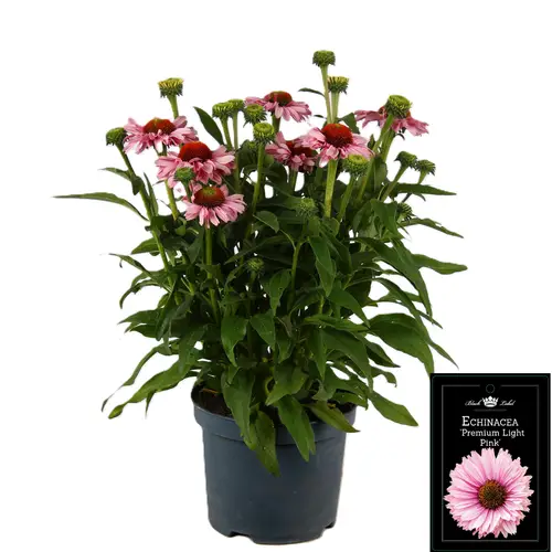 Echinacea h rosa T19 H040