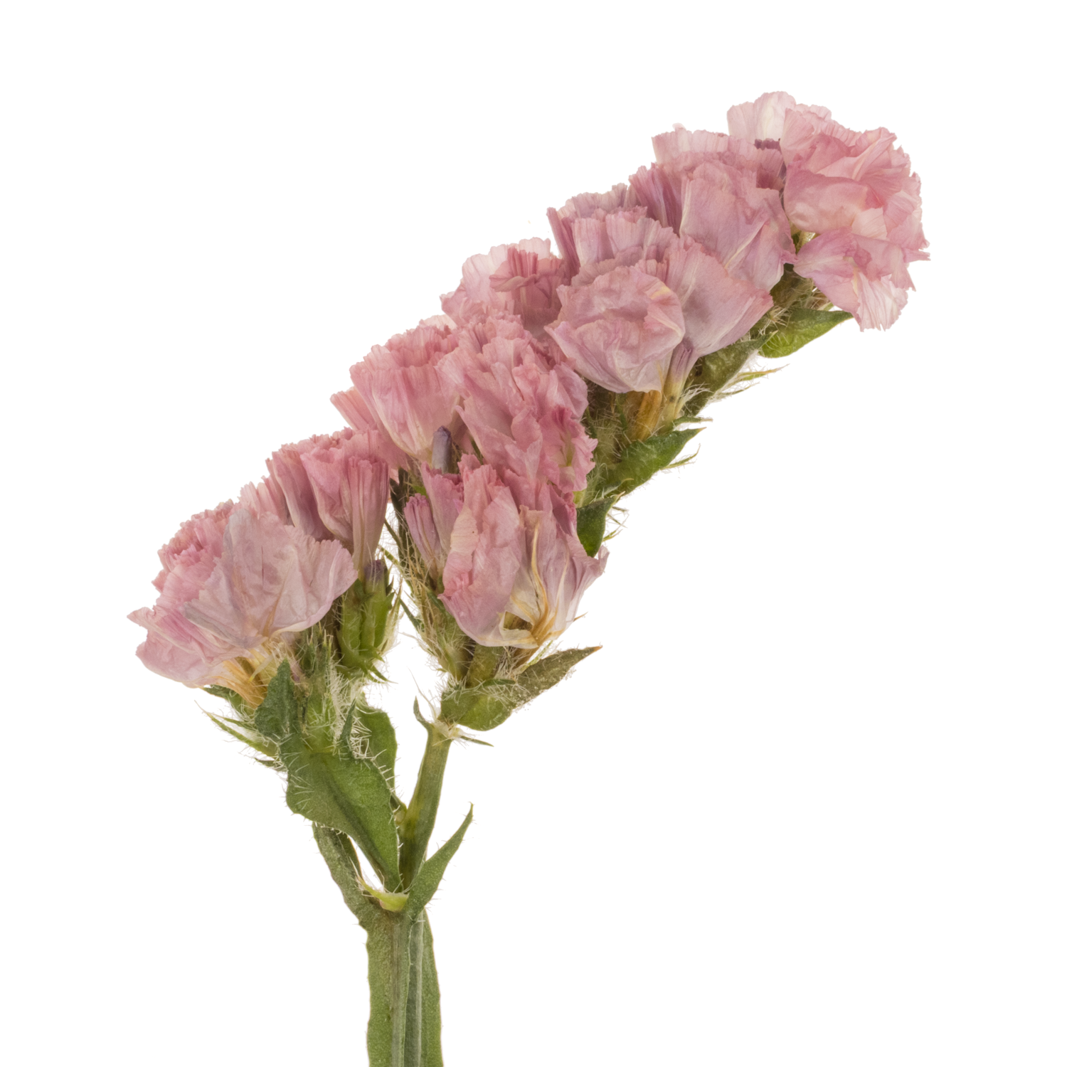 Statice rosa Amazon BirdsES 40 Gramm 80cm