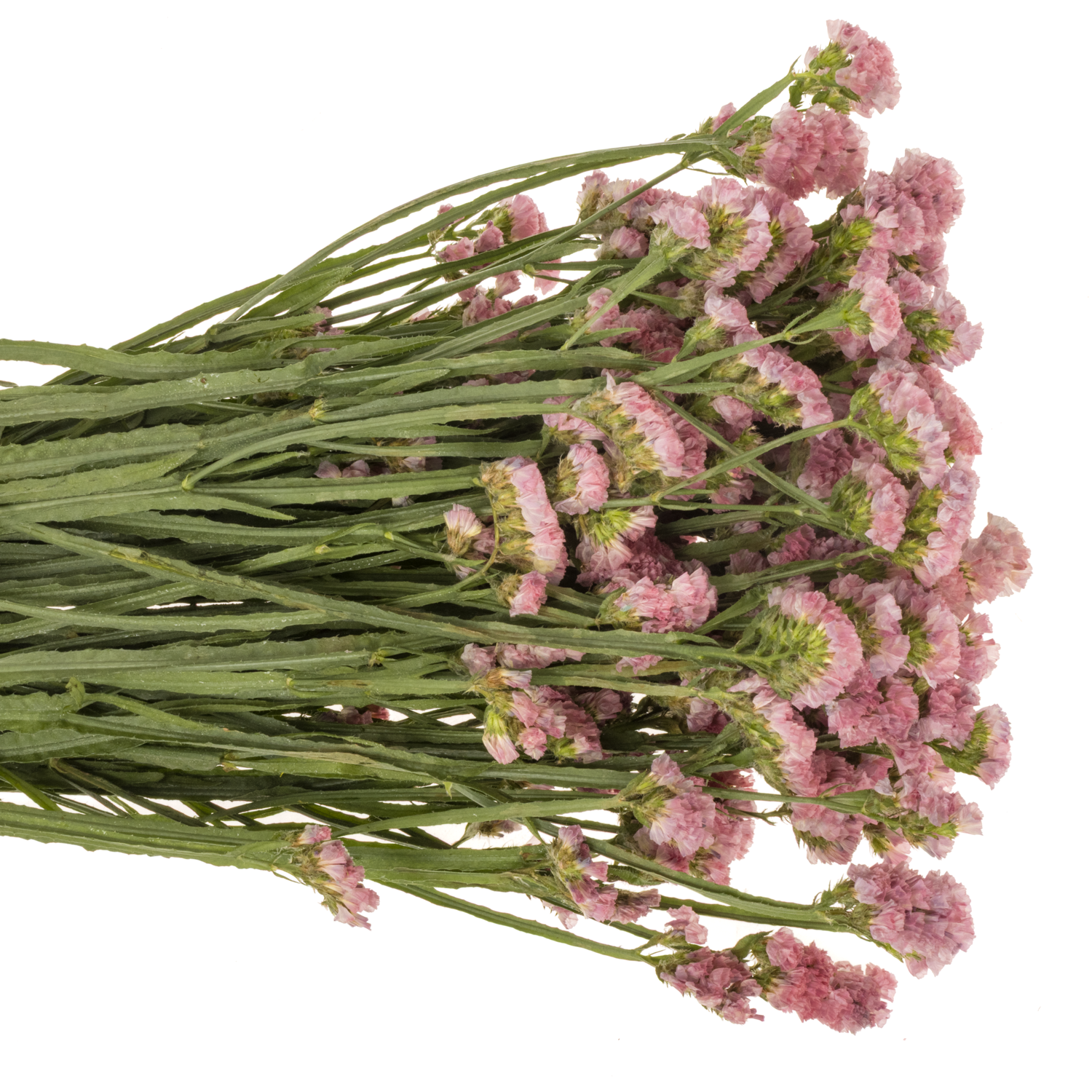 Statice rosa Amazon BirdsES 40 Gramm 80cm