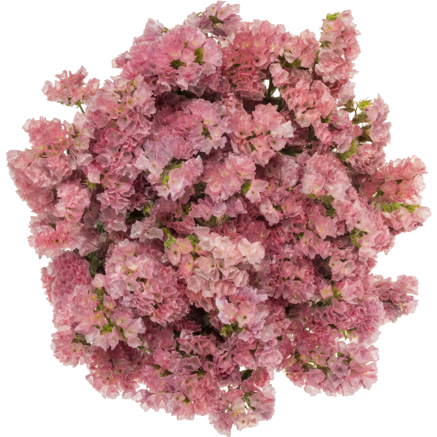 Statice rosa Amazon BirdsES 40 Gramm 80cm