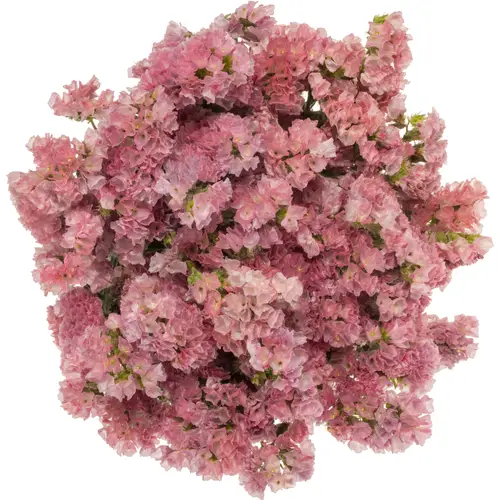 Statice rosa Amazon BirdsES 40 Gramm 80cm