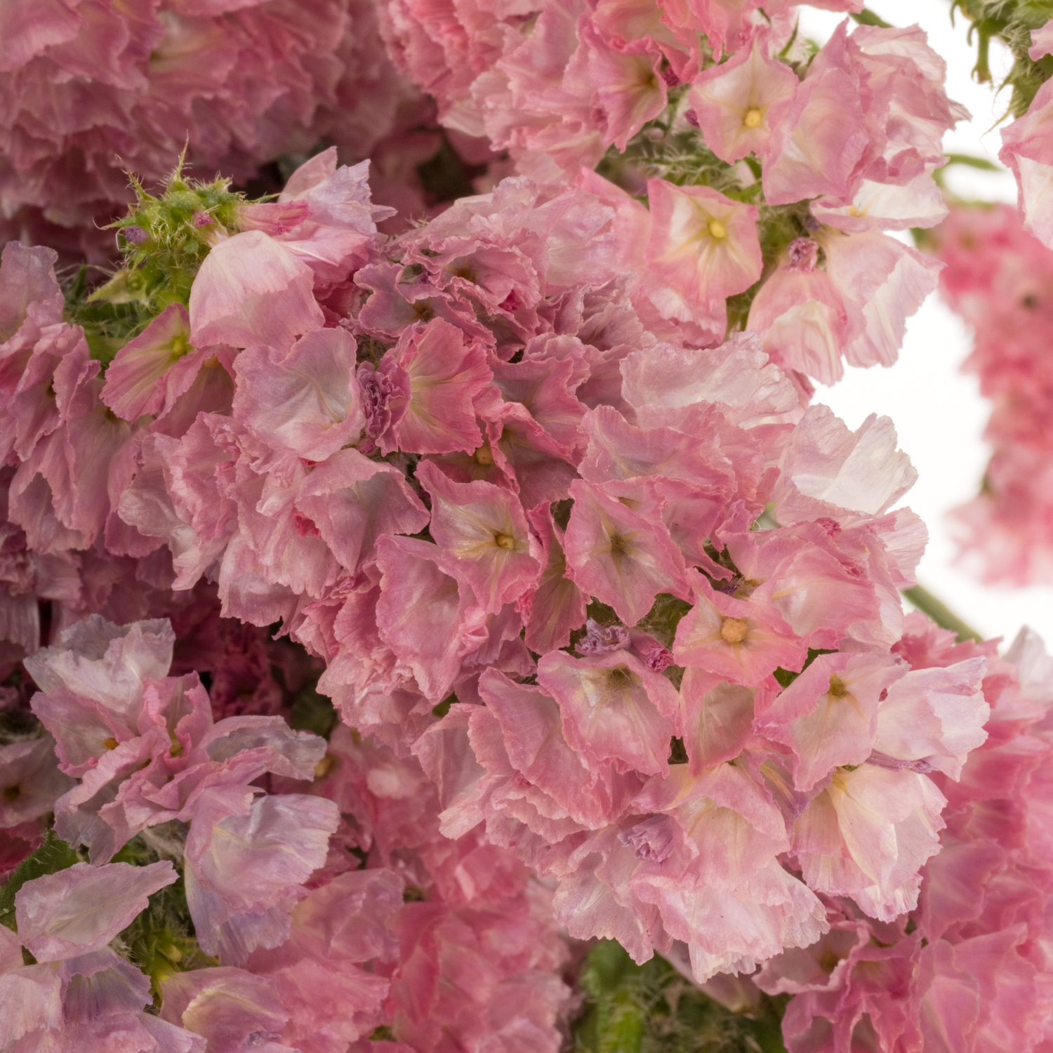 Statice rosa Amazon BirdsES 40 Gramm 80cm