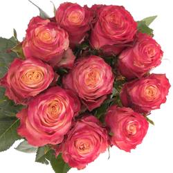 Rose apricot/rot Mai Tai 70cm