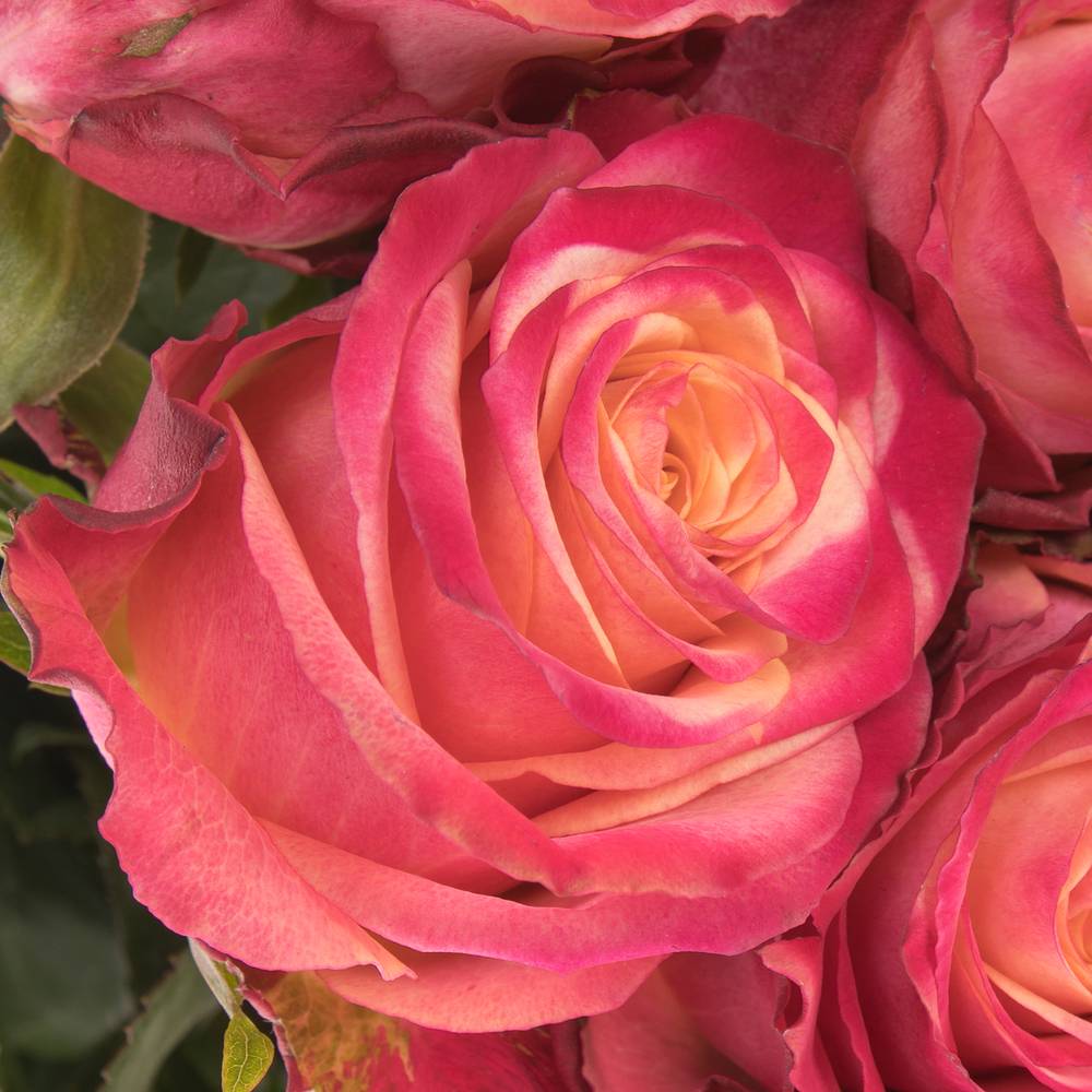 Rose apricot/rot Mai Tai 70cm
