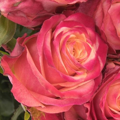Rose apricot/rot Mai Tai 70cm