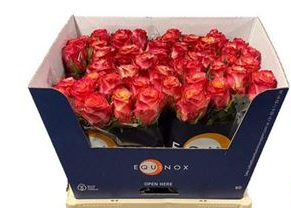 Rose apricot/rot Mai Tai 70cm