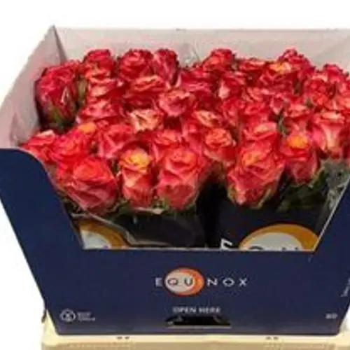 Rose apricot/rot Mai Tai 70cm