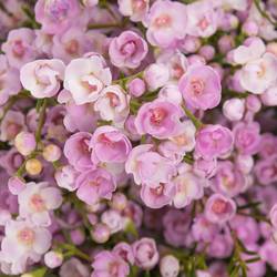 Wachsflower pink Pirouette 25 Gramm 60cm