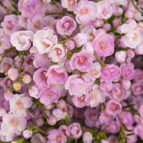 Wachsflower pink Pirouette 25 Gramm 60cm