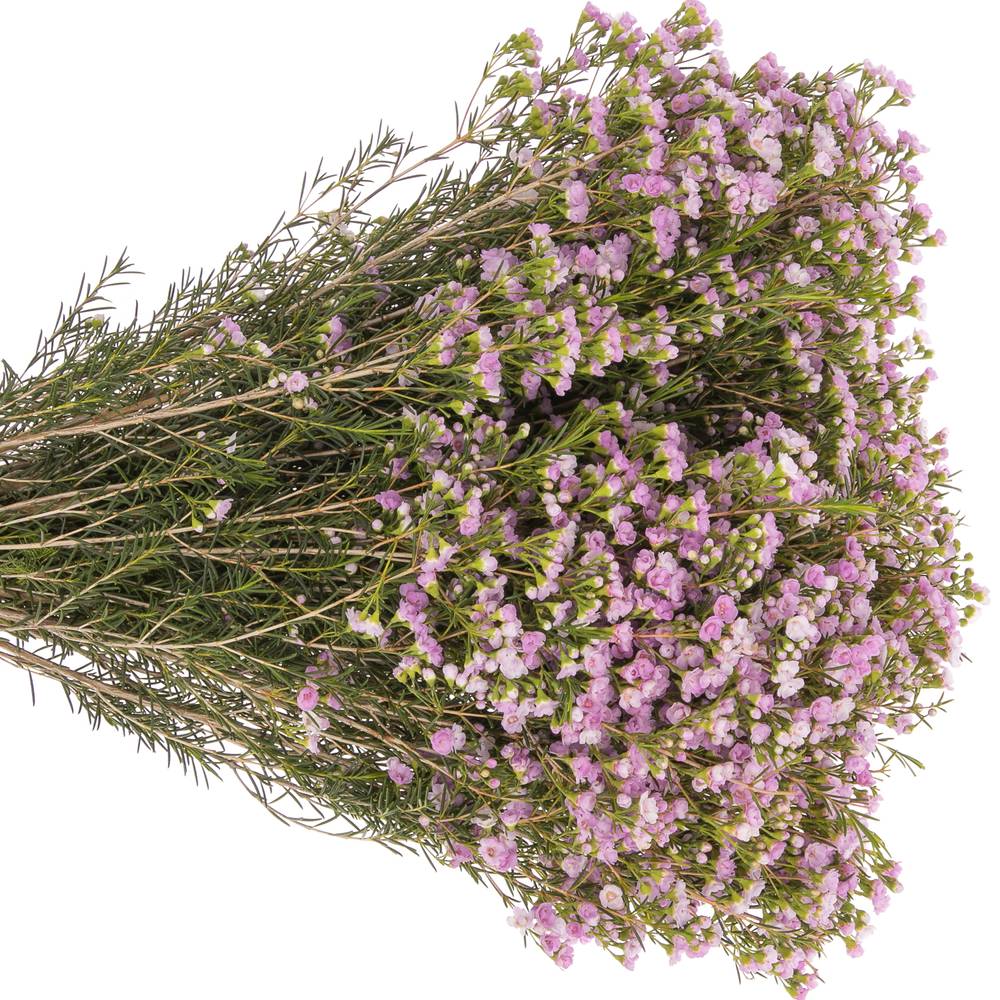Wachsflower pink Pirouette 25 Gramm 60cm