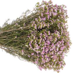 Wachsflower pink Pirouette 25 Gramm 60cm