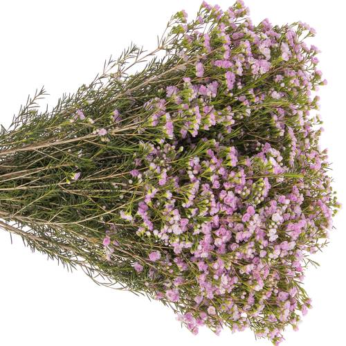Wachsflower pink Pirouette 25 Gramm 60cm