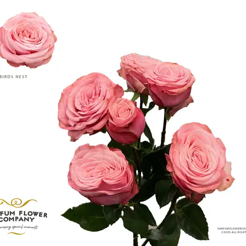 Rose verzweigt lachs/rosa spray birds nest 50cm