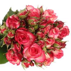 Rose Freiland dunkel rosa/creme Paloma 2+Blüte 35cm