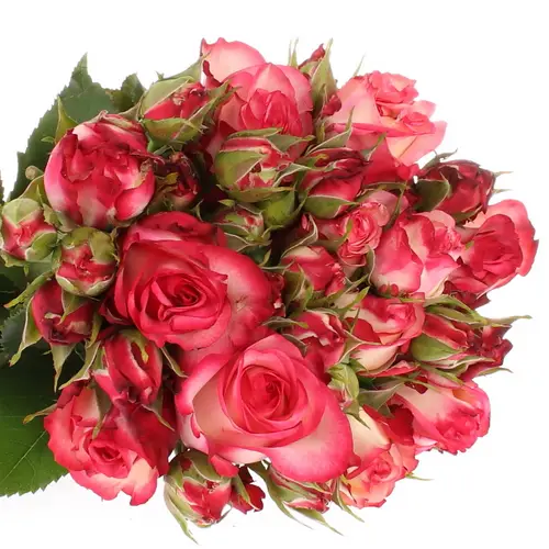 Rose Freiland dunkel rosa/creme Paloma 2+Blüte 35cm