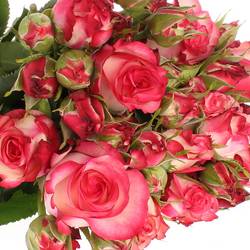 Rose Freiland dunkel rosa/creme Paloma 2+Blüte 35cm