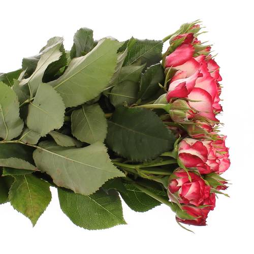 Rose Freiland dunkel rosa/creme Paloma 2+Blüte 35cm