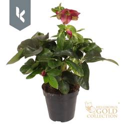 Helleborus Ice N Roses rot Ruby T13 H035