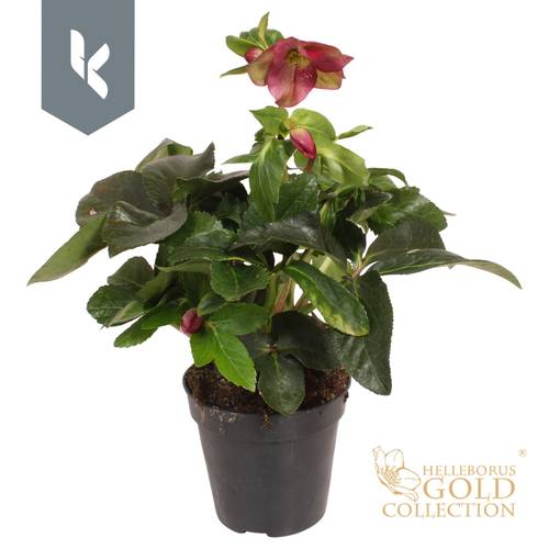 Helleborus HGC Ice N Roses rot Ruby T13 H035