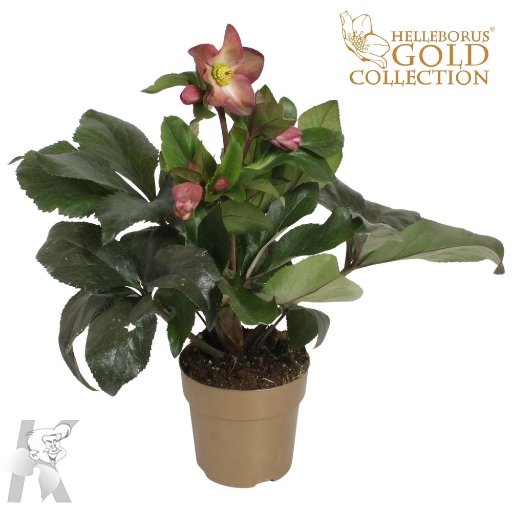 Helleb.lila Ice N Roses Gold T15 H60