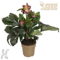 Helleb.lila Ice N Roses Gold T15 H60