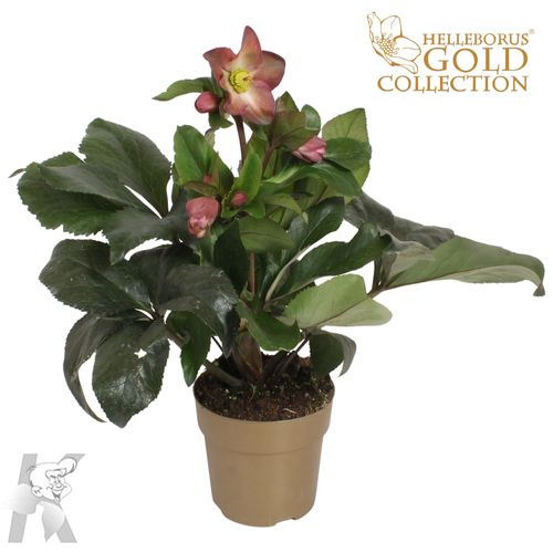 Helleb.lila Ice N Roses Gold T15 H60