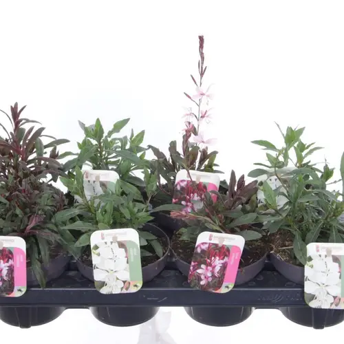 Gaura mix Lind. T13 H030