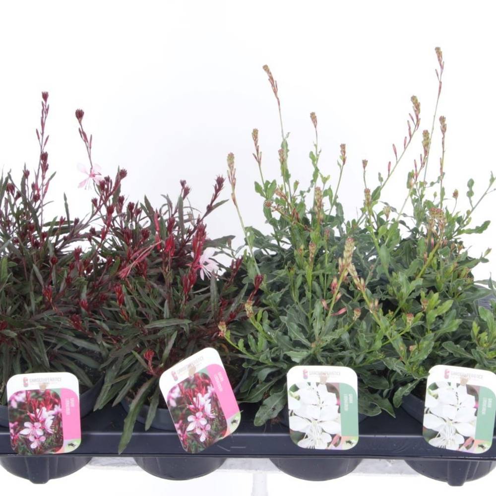 Gaura mix Lindheimer T13 H030