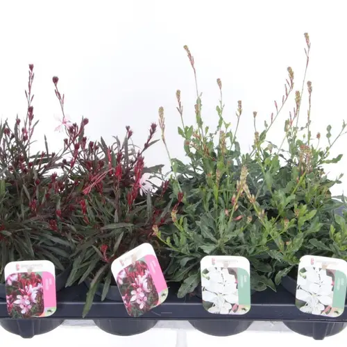 Gaura mix Lindheimer T13 H030
