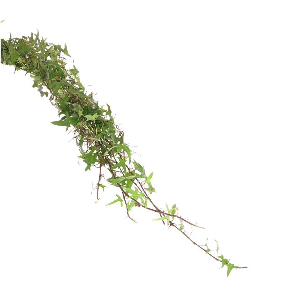 Hedera Ranken grün 10 Meter