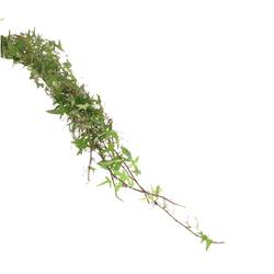 Hedera Ranken grün 10 Meter