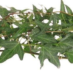 Hedera Ranken grün 10 Meter