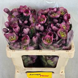 Helleborus rosa Cosmio 50cm