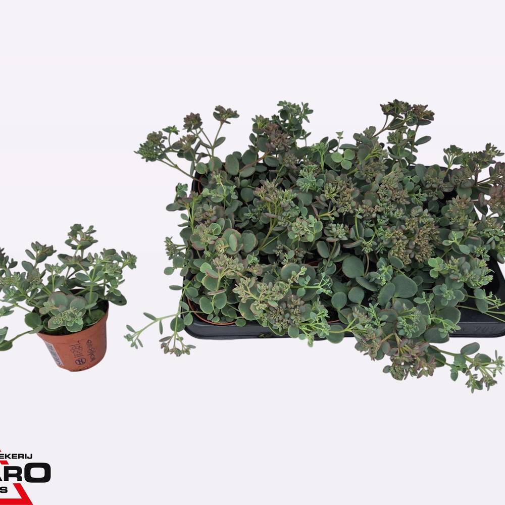 Sedum hell grün Sieboldii XL T08,5 H014