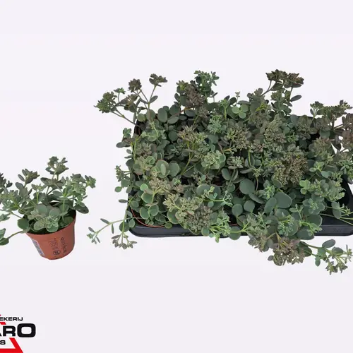 Sedum hell grün Sieboldii XL T08,5 H014