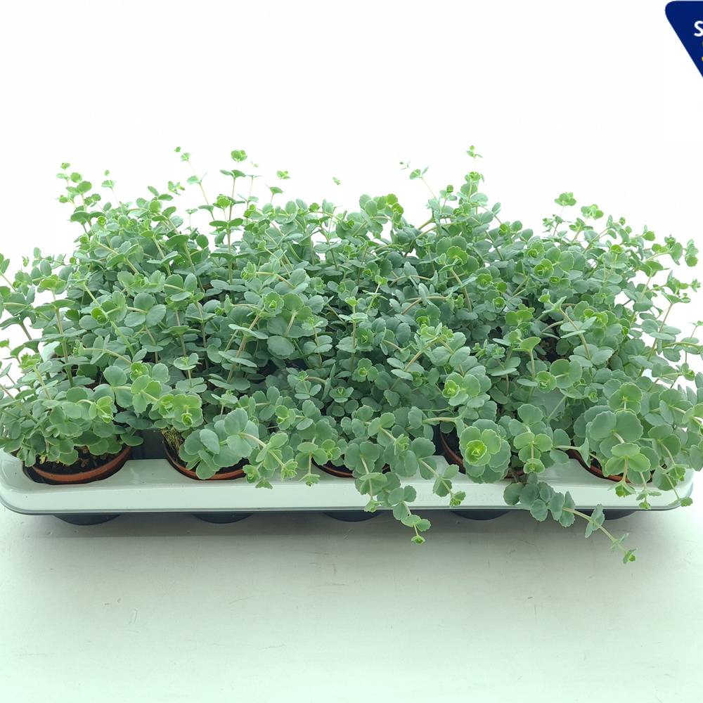 Sedum Sieboldii XL T08,5 H014