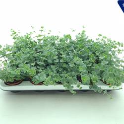 Sedum Sieboldii XL T08,5 H014