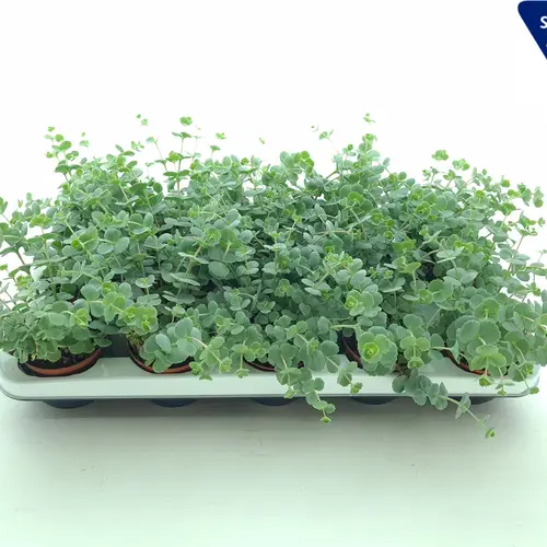 Sedum Sieboldii XL T08,5 H014