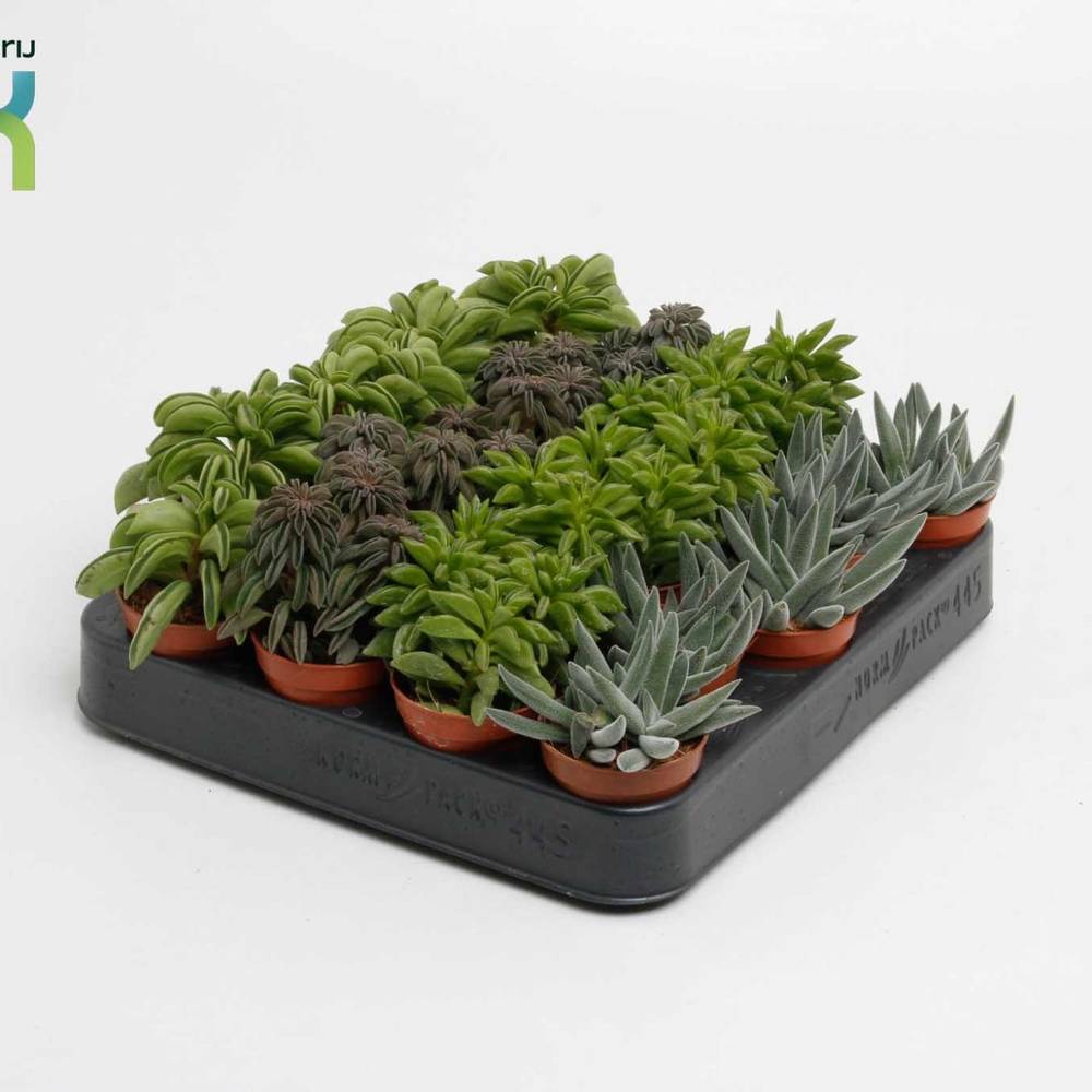 Peperomia mix T05,5 H010