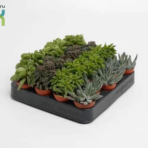 Peperomia mix T05,5 H010