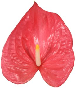 Anthurium rosa Maine Blüte 13cm