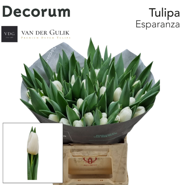 Tulpe weiss Esparanza 40 Gramm