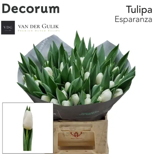 Tulpe weiss Esparanza 40 Gramm